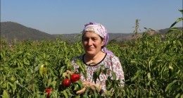 BEYKOZ’DA KENT TARIMI KADIN ÇİFTÇİLERLE KALKINIYOR