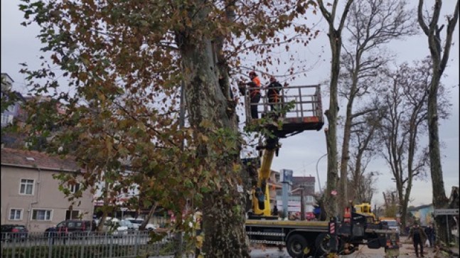 Beykoz’un Anıt Ağaçları Sağlığına Kavuşuyor