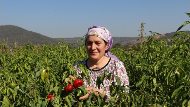 BEYKOZ’DA KENT TARIMI KADIN ÇİFTÇİLERLE KALKINIYOR